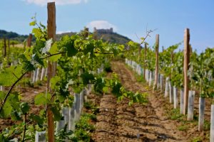Vinarstvi-NEPRAS-&-Co._vinicni-trat-Stara-hora-Pavlov_riesling